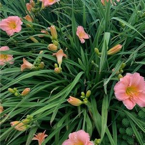 Meet your Posher, Ayla